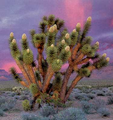 Joshua Tree at Sunset
