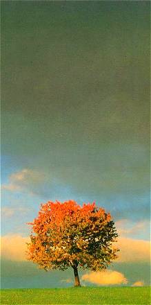 Solitary Tree, Stormy Sky