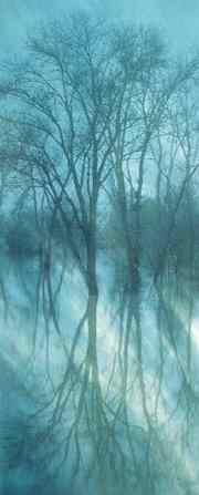 Tree reflections, Bottle Sink wildlife area (John Henrickson)