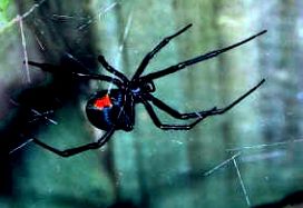Redback Spider Nz