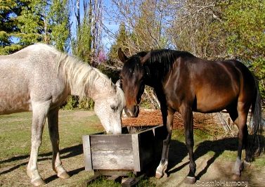 Two horses, one dark (Princess), one light (Queenie)