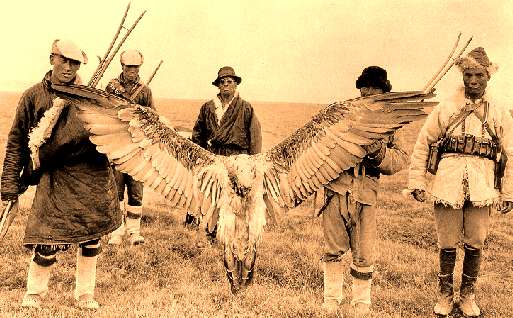 A Giant Tibetan Bearded Vulture