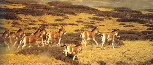 Wild Asses on the Tibetan plains